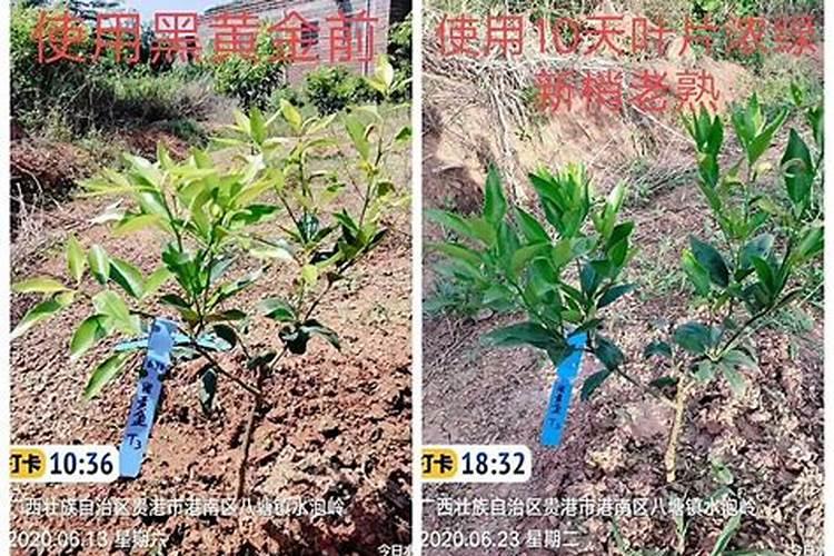 平衡肥膨果快还是高钾肥快