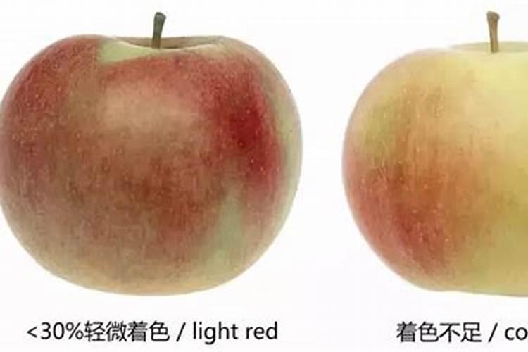 鱼蛋白在西红柿转色用好