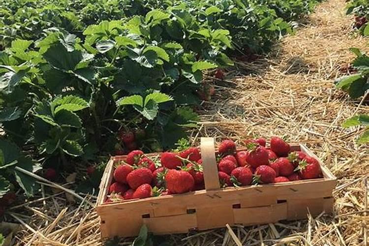 草莓不同生长阶段怎么施肥