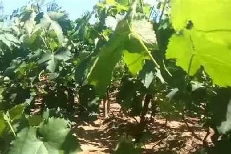 葡萄花期为什么不让浇水,开花的时候施什么肥