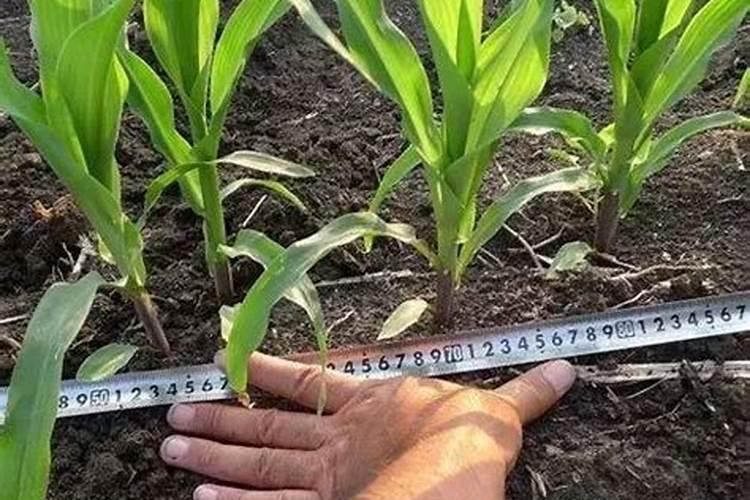 芒果树用什么肥料最好