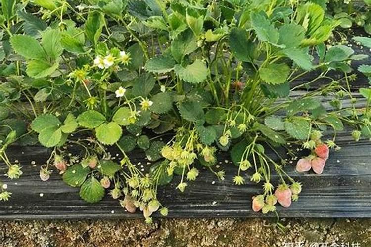 24一芸苔素浸种用法用量