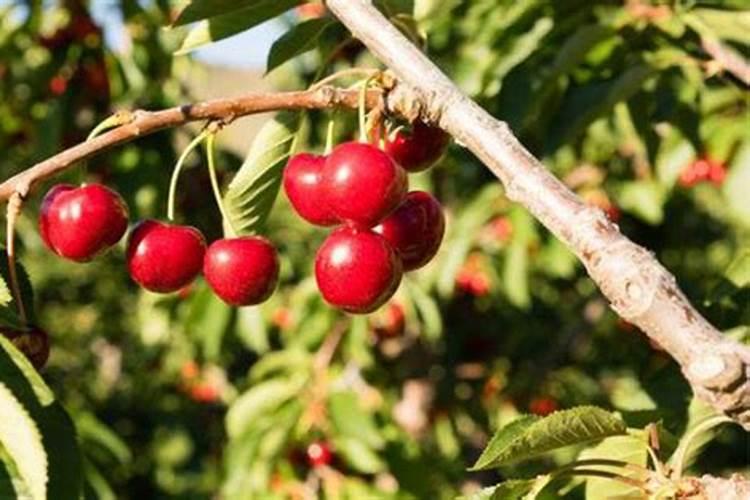 大樱桃用什么肥料早熟还上色