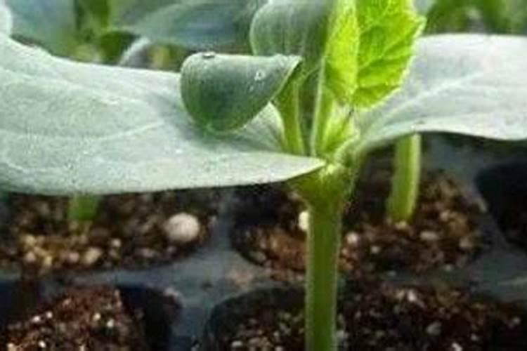 西瓜结果后施什么肥料