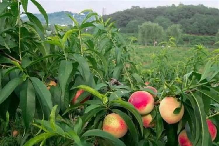 梨树采果后的养护管理要点