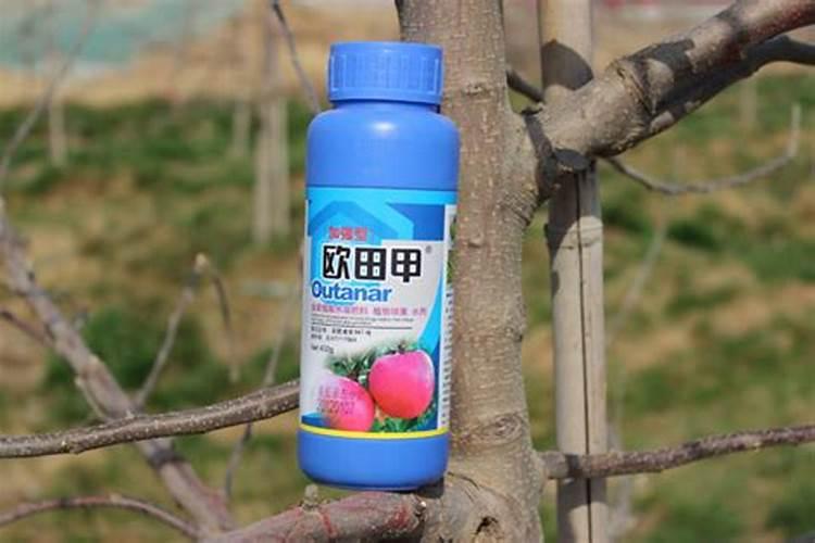 树苗施什么肥料什么时间施肥最好