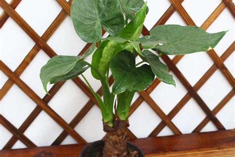 矿源黄腐酸钾浇兰花多少倍合适？