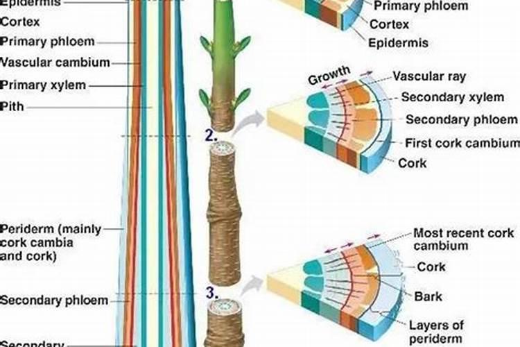 葡萄树叶片黄生长缓慢什么原因造成的解决办法？