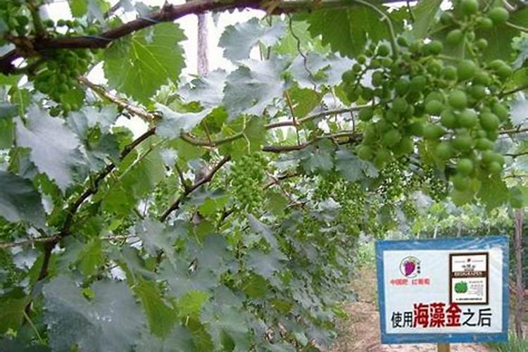硅肥在大棚葡萄上什么时间用最好？