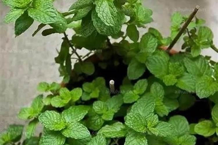 纯硫基复合肥用玉米小麦行吗？