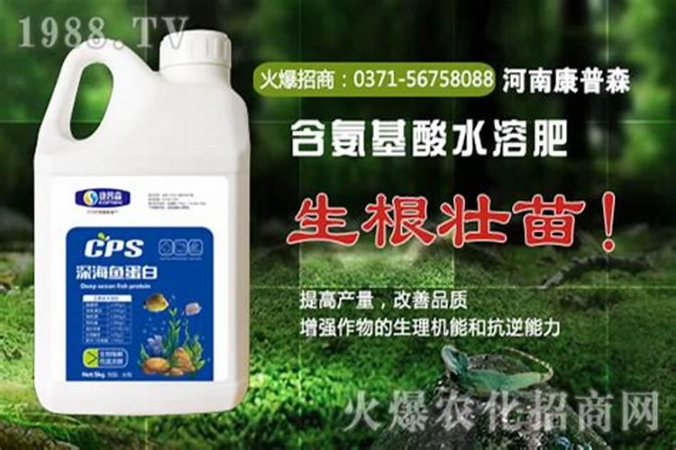 菊花打顶时间及方法步骤