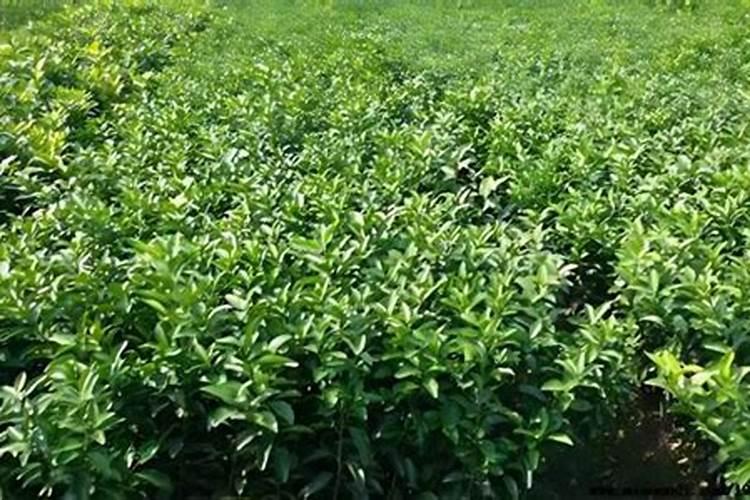 种红薯要不要放肥料
