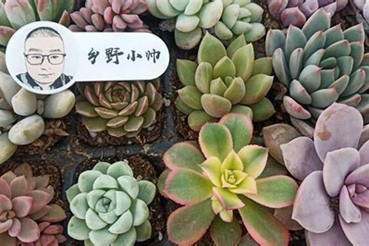 草莓什么时候施肥最好？