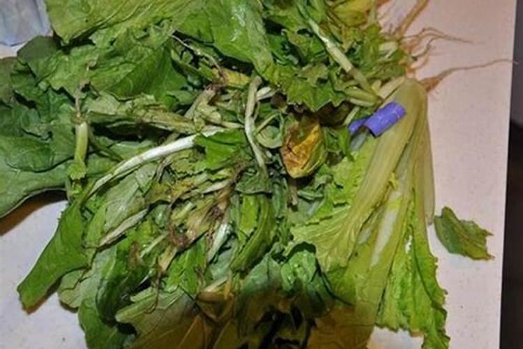 油麦菜是不是莴笋叶