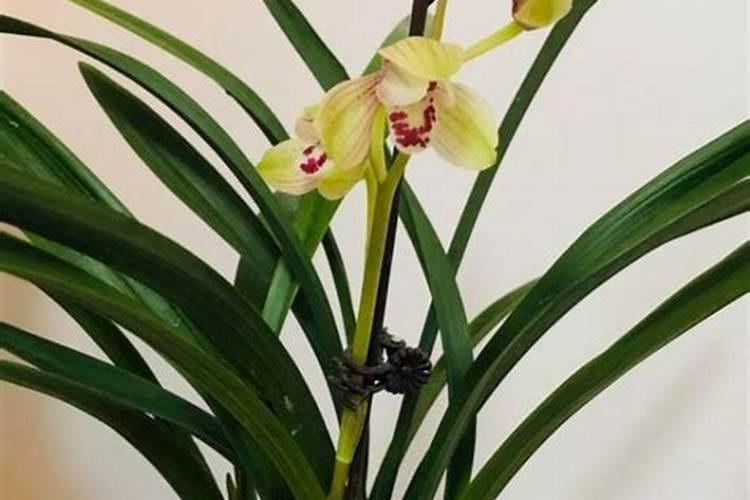 柑橘灰霉病的症状是什么 要怎么防治