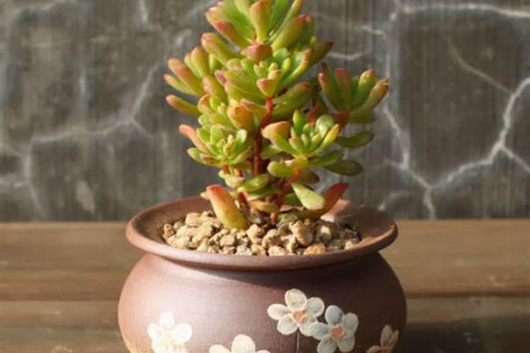 多肉植物怎么种 浇水施肥需要注意什么