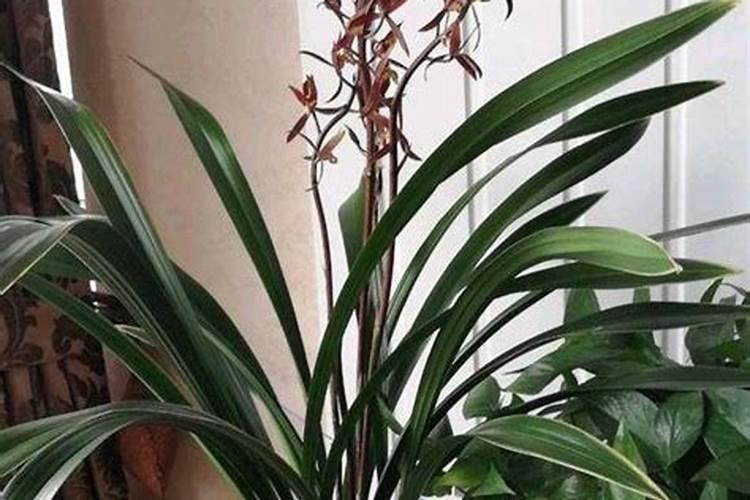 墨兰施肥方法 墨兰如何施肥