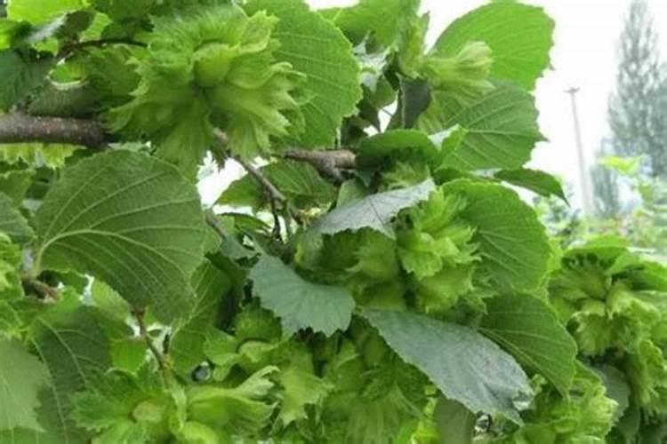 水溶肥排名前十位的有哪些品牌