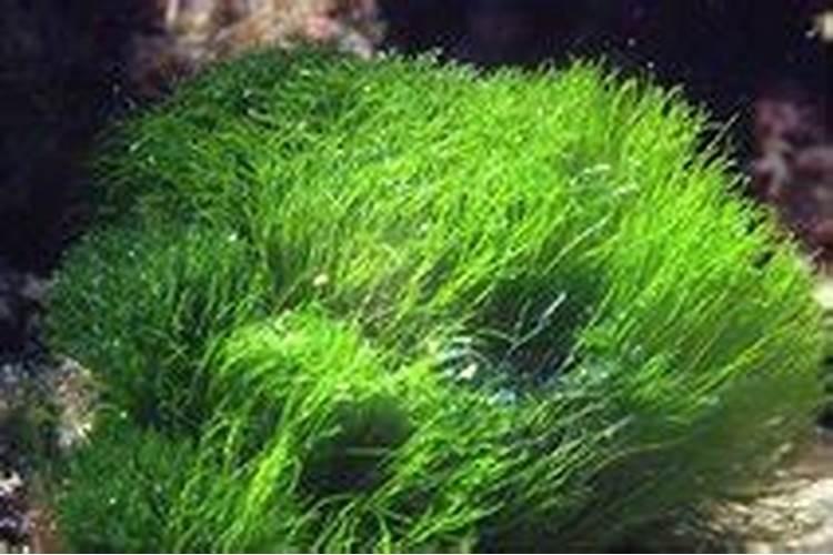水草缸长绿毛藻怎么办