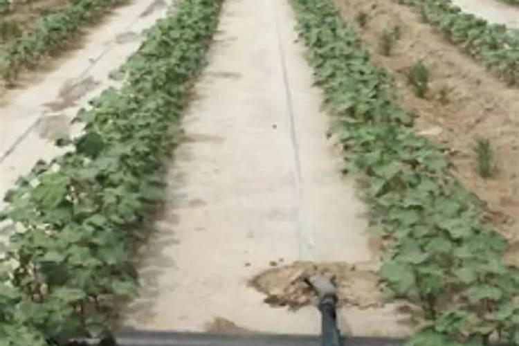 棉花种植注意事项是什么