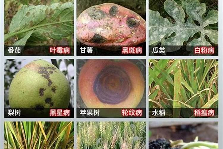 甲基硫菌灵与什么杀菌剂混配最佳