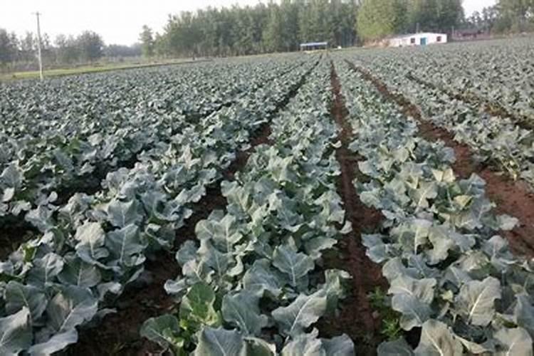 西兰花追肥用什么肥料好？
