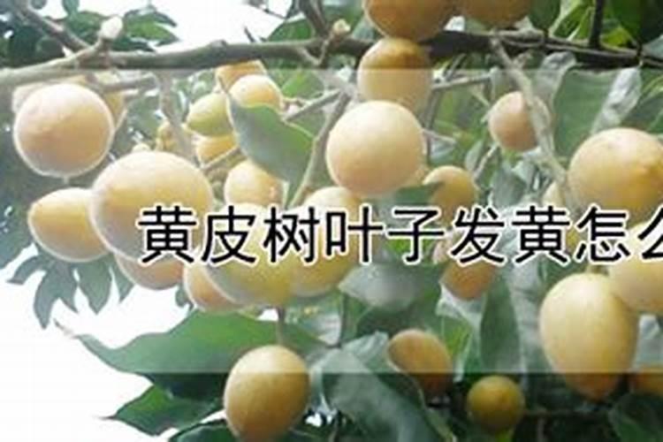 黄皮果施什么肥最好
