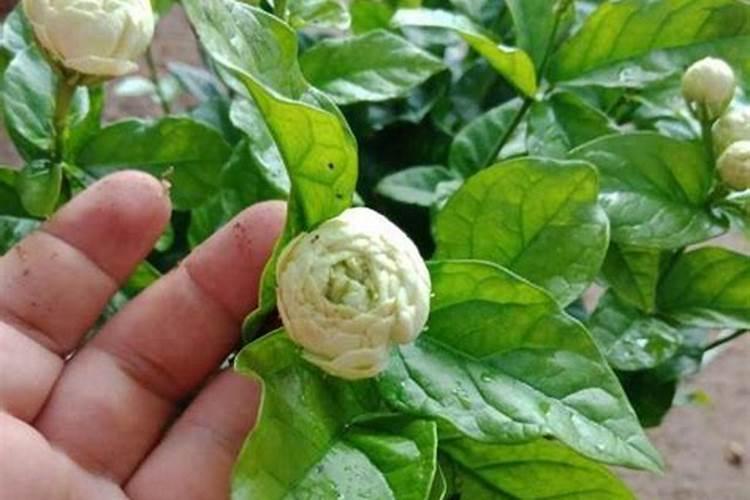 虎头茉莉怎么施肥