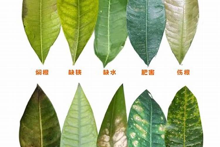 发财树施肥过多会怎么样