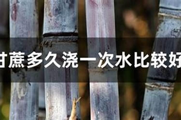 小柑橘树管理方法