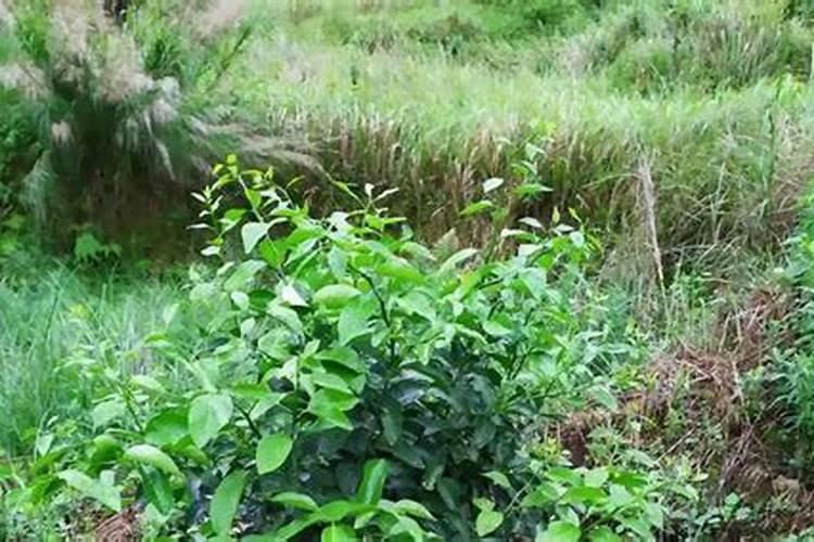 养螃蟹喂什么水草好