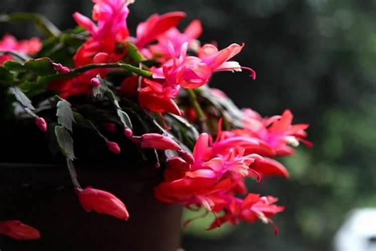 蟹爪兰花落后用什么肥