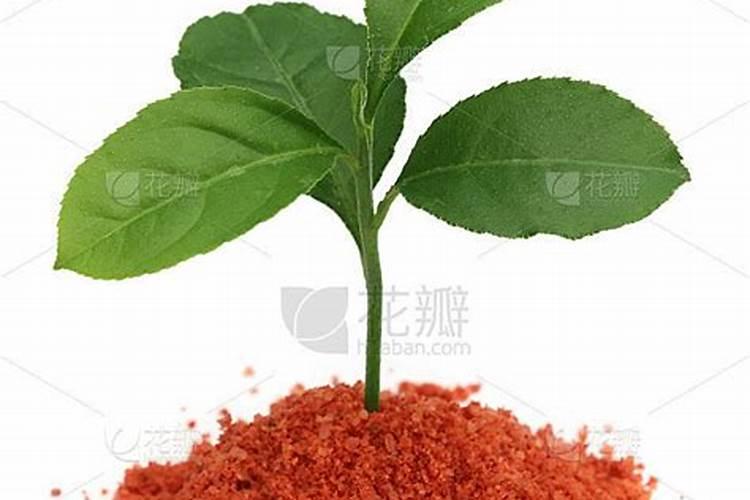 荔枝用什么药可以膨大