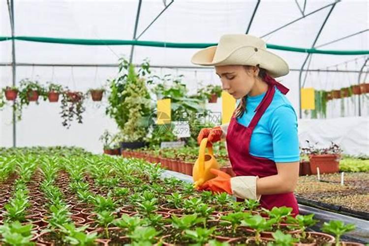 冬天大棚韭菜浇水用多元素菌肥好吗