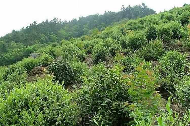 土城王液肥在茶叶上使用为什么会提高品质？
