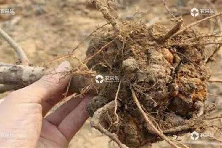 黄杨新桩施肥方法 黄杨盆景施肥方法