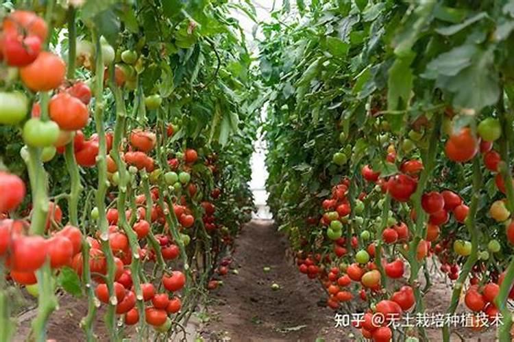 种植番茄怎么施肥