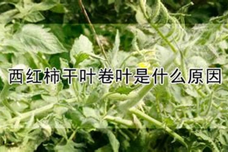 西红柿用什么叶面肥比较好