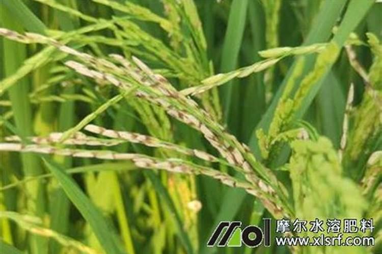 水田淹水期 不适用哪种氮肥
