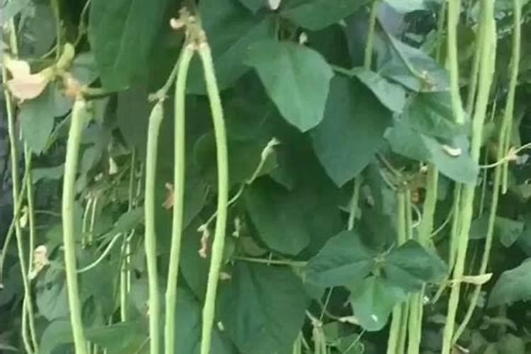豆角结果期用什么肥料好