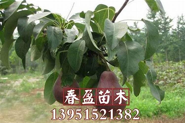 硼肥的作用与功效