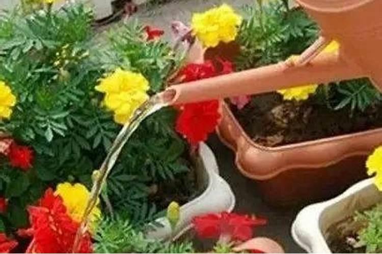可以直接把磷酸二氢钾倒进花盆浇花吗。