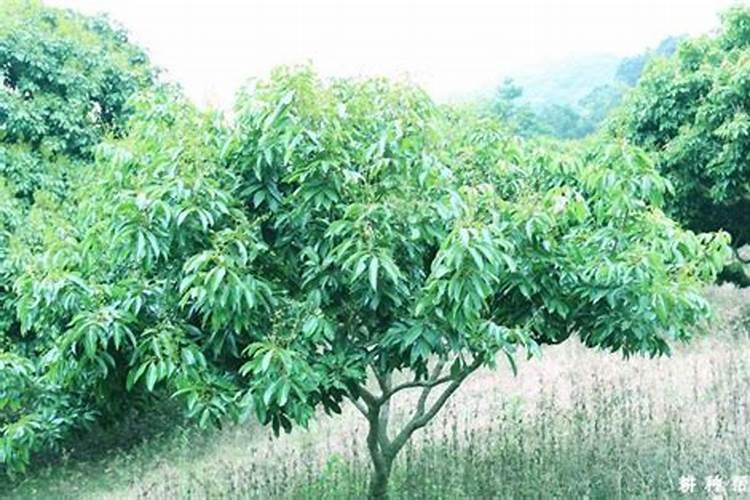 荔枝怎样保花保果