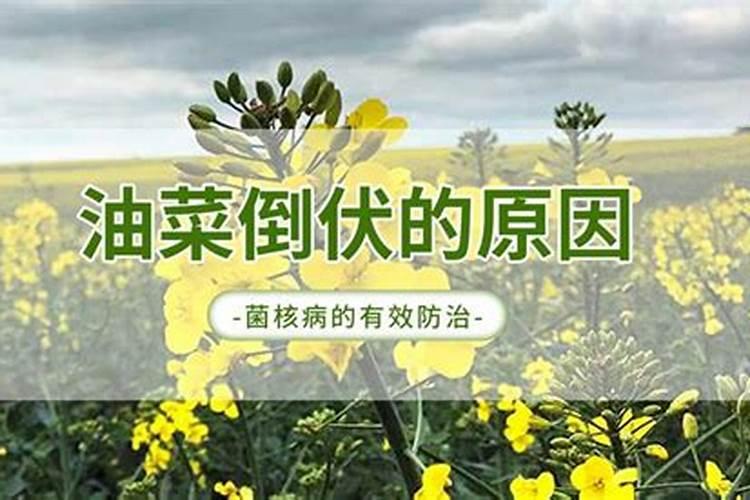 小香葱用什么肥料长得快