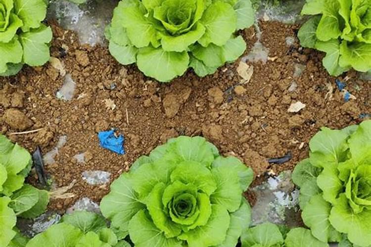 菜心怎么种才不招虫 种菜心不招虫方法