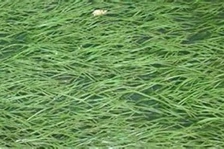 农业用微量元素可代工生产吗