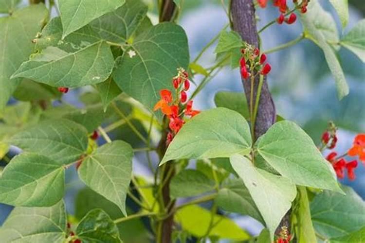 芸豆开花后冲什么肥料