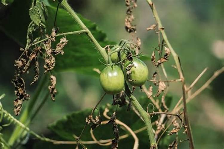 番茄结果期施什么肥好,如何施肥