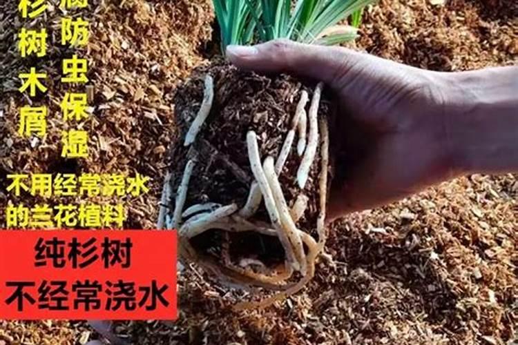 什么叶面肥抗旱