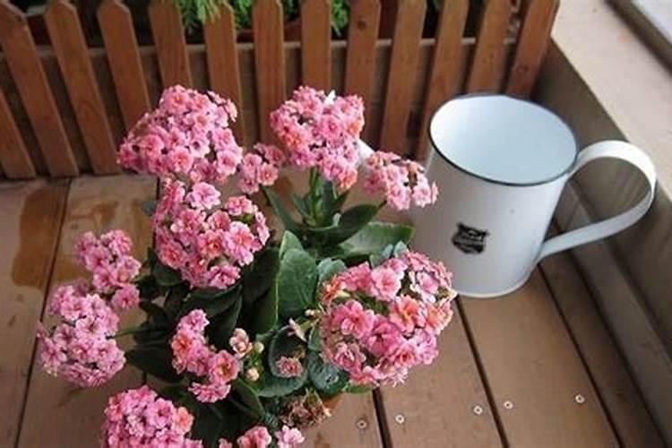 长寿花长叶不开花怎么办,施加饼肥并摘心打顶
